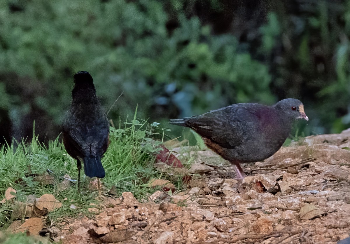 Ruddy Quail-Dove - ML637460648