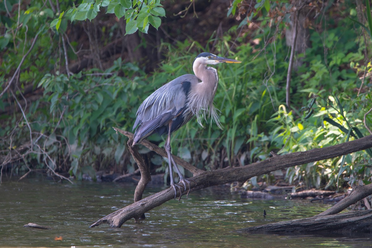 Great Blue Heron - ML637460649