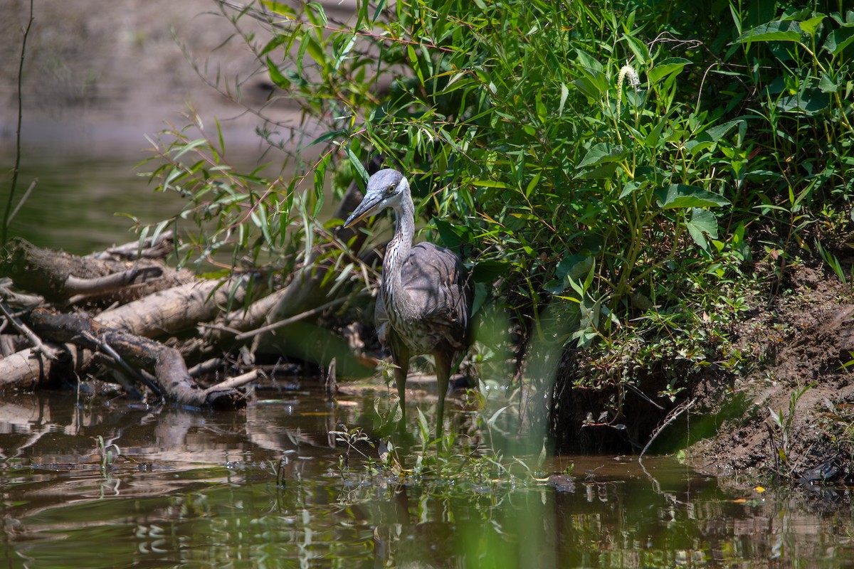 Great Blue Heron - ML637460650