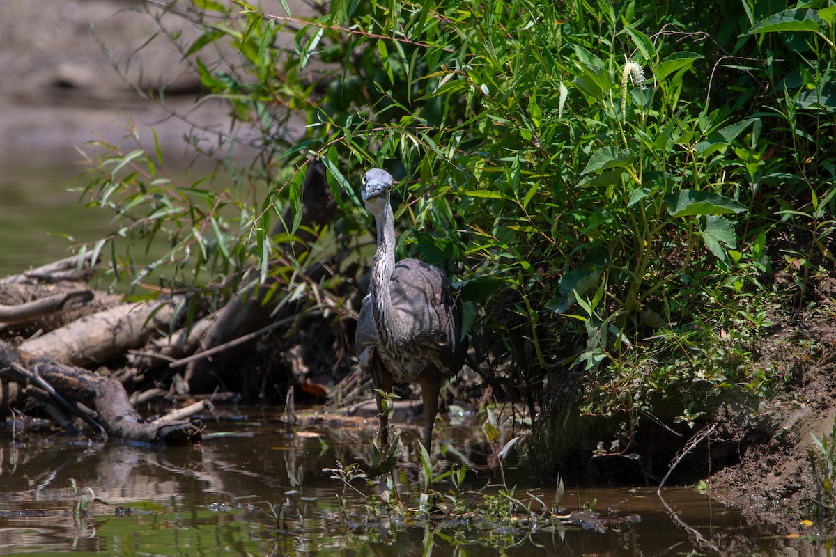 Great Blue Heron - ML637460651