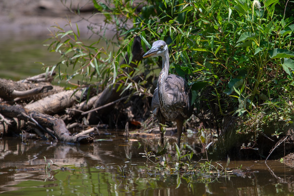 Great Blue Heron - ML637460652