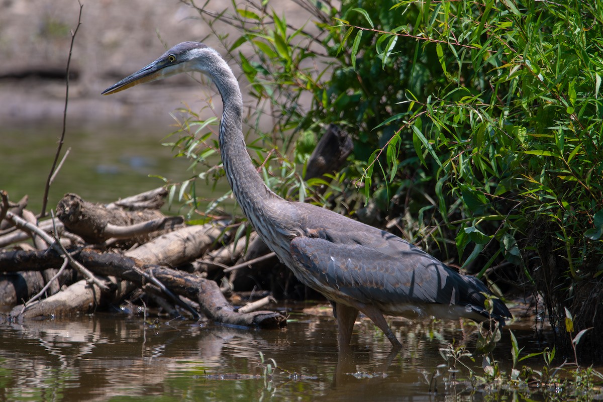 Great Blue Heron - ML637460653