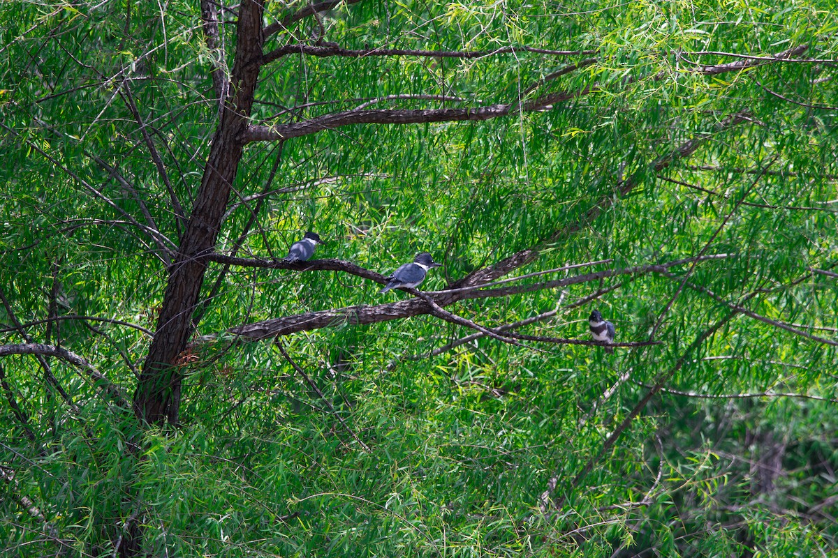 Belted Kingfisher - ML637460663