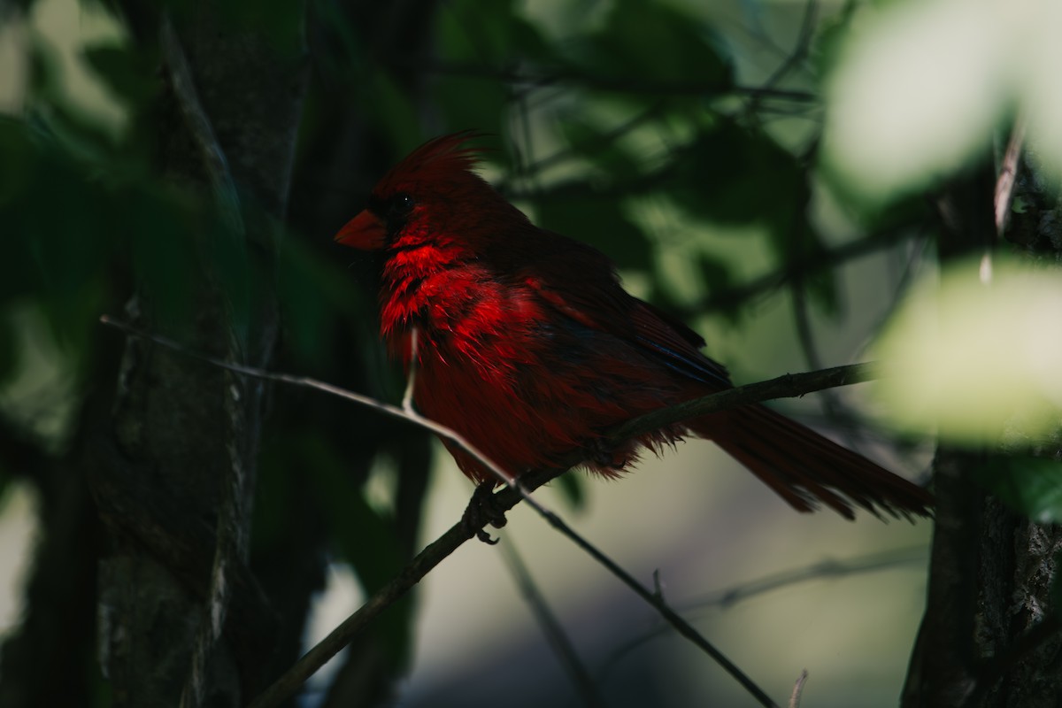 Northern Cardinal - ML637460675