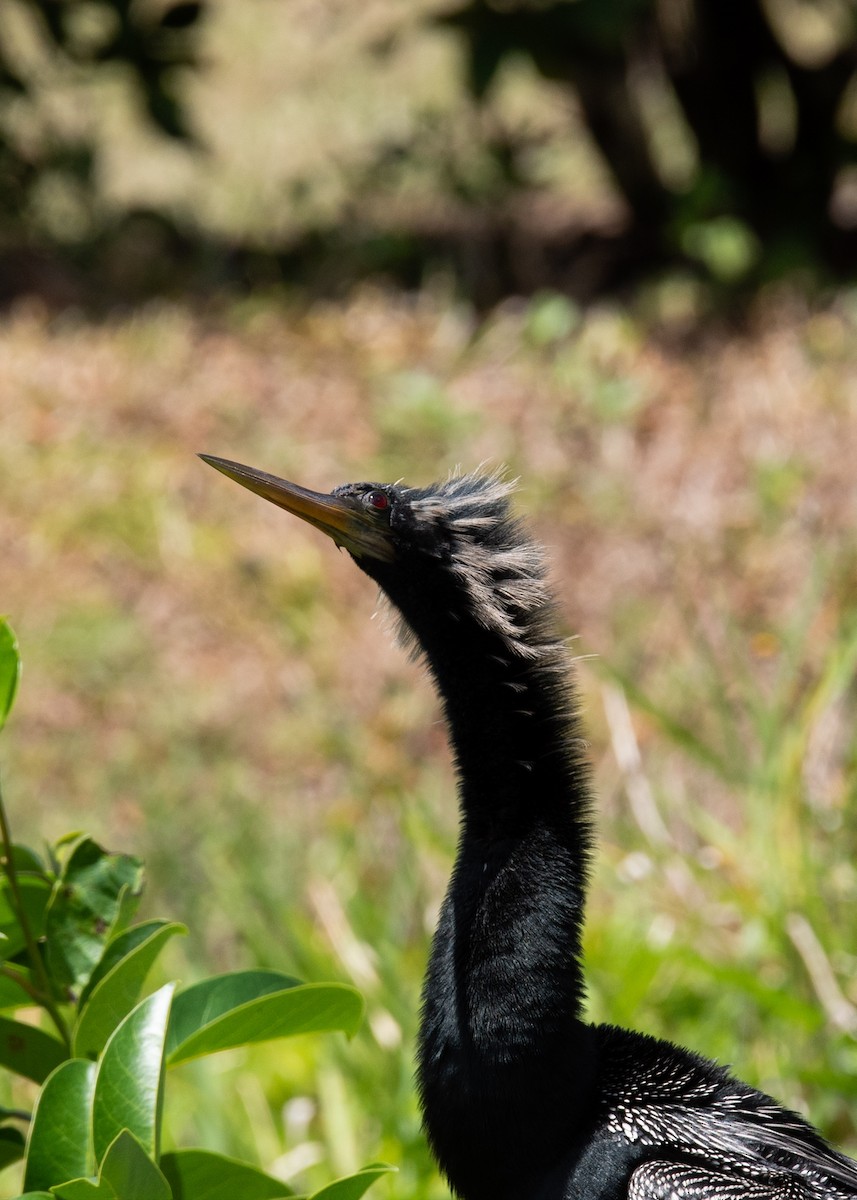 Anhinga - ML637460712