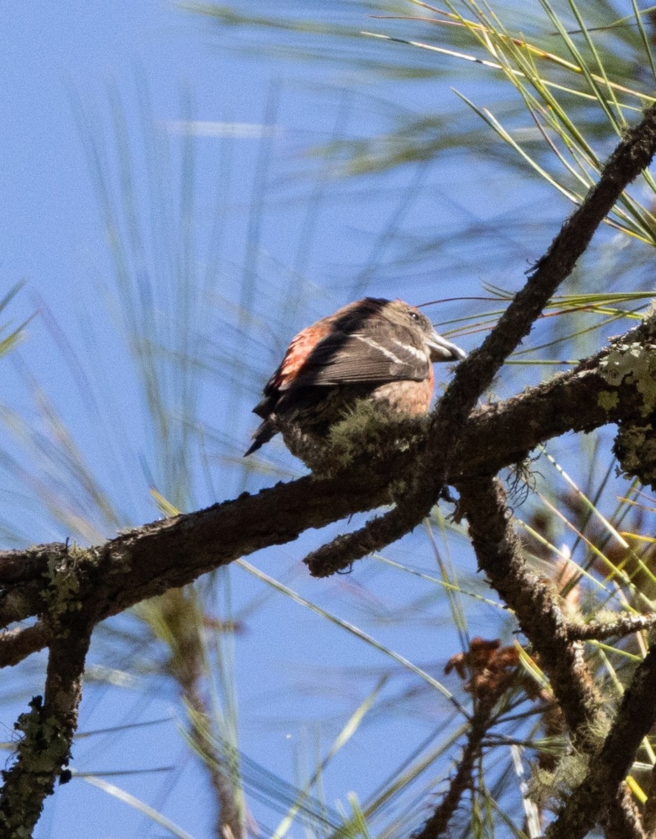 Hispaniolan Crossbill - ML637460714