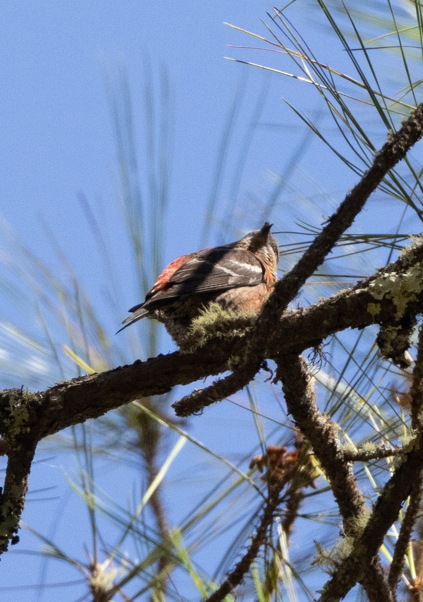 Hispaniolan Crossbill - ML637460715