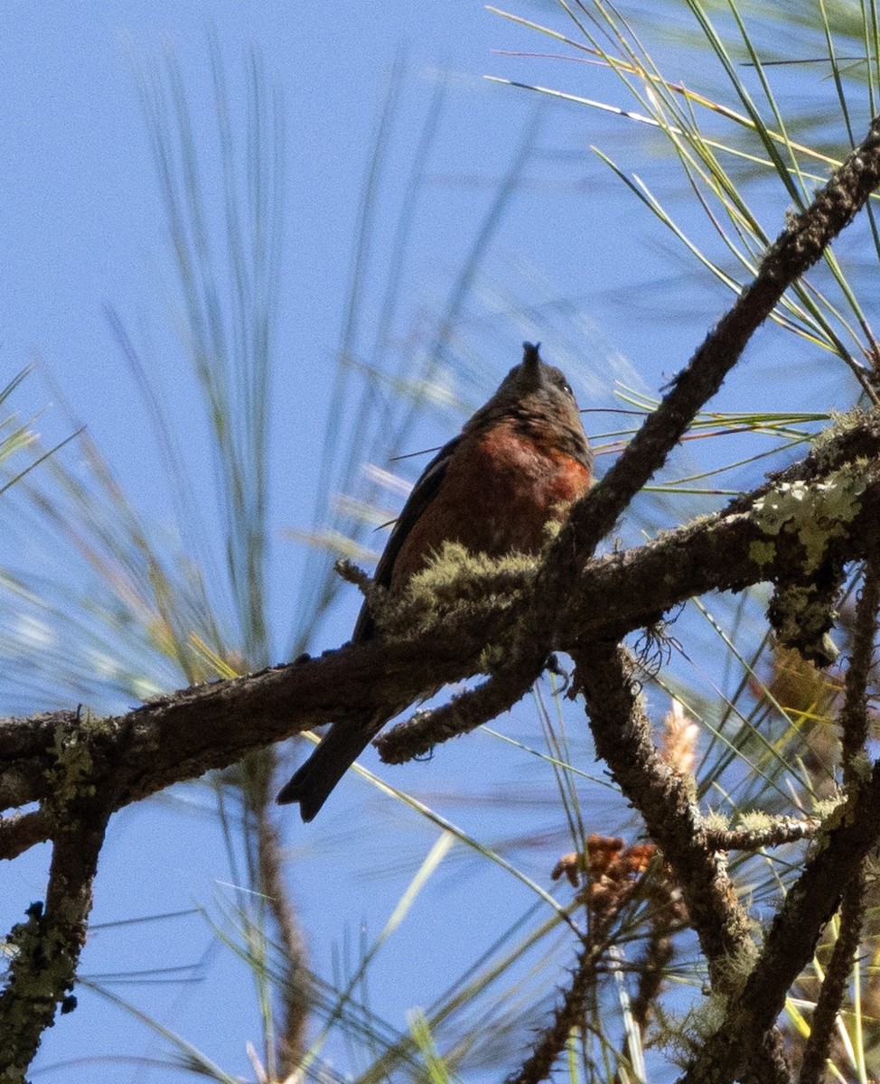 Hispaniolan Crossbill - ML637460716