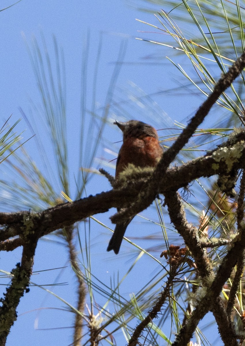 Hispaniolan Crossbill - ML637460717