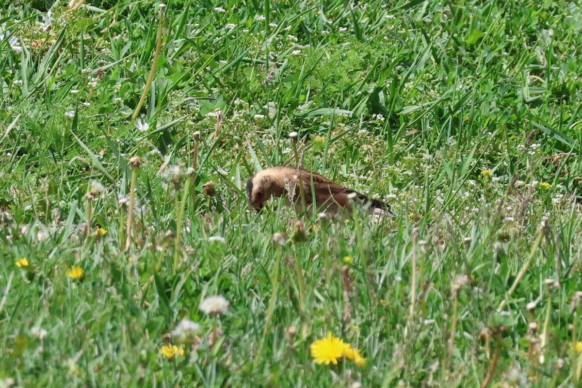 Crimson-winged Finch - ML637460719