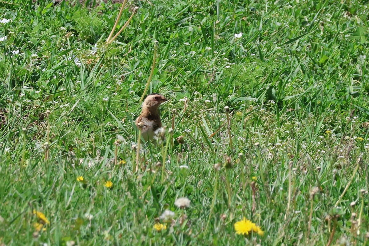 Crimson-winged Finch - ML637460720