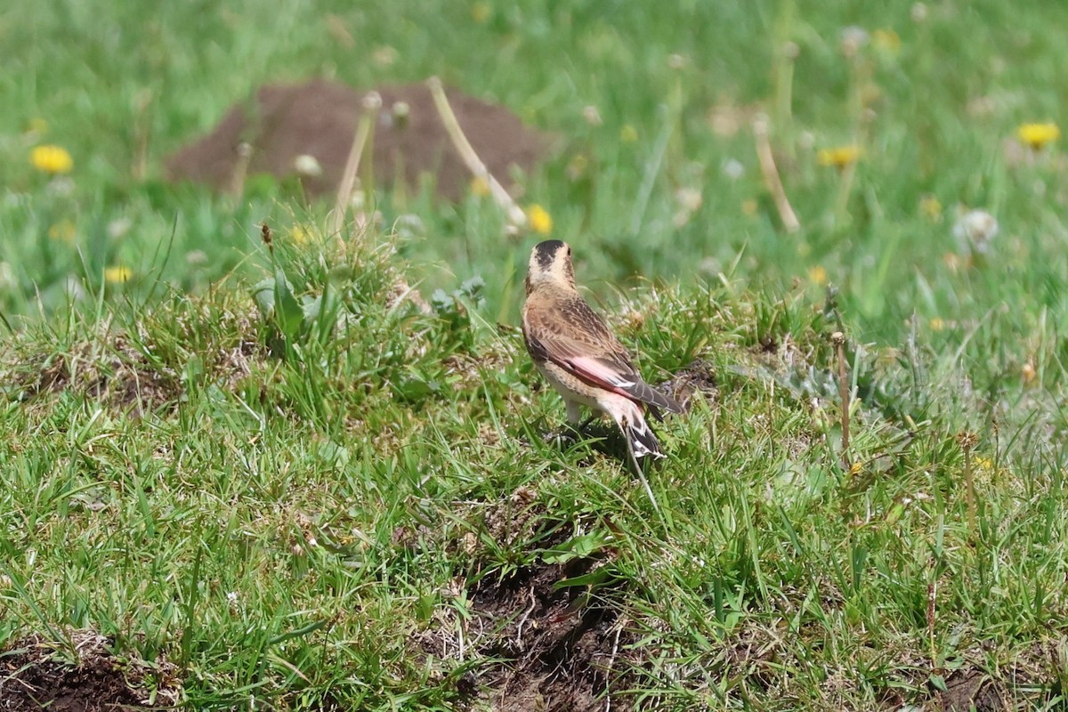 Crimson-winged Finch - ML637460721