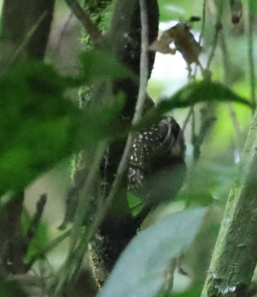Spotted Barbtail - ML637460810