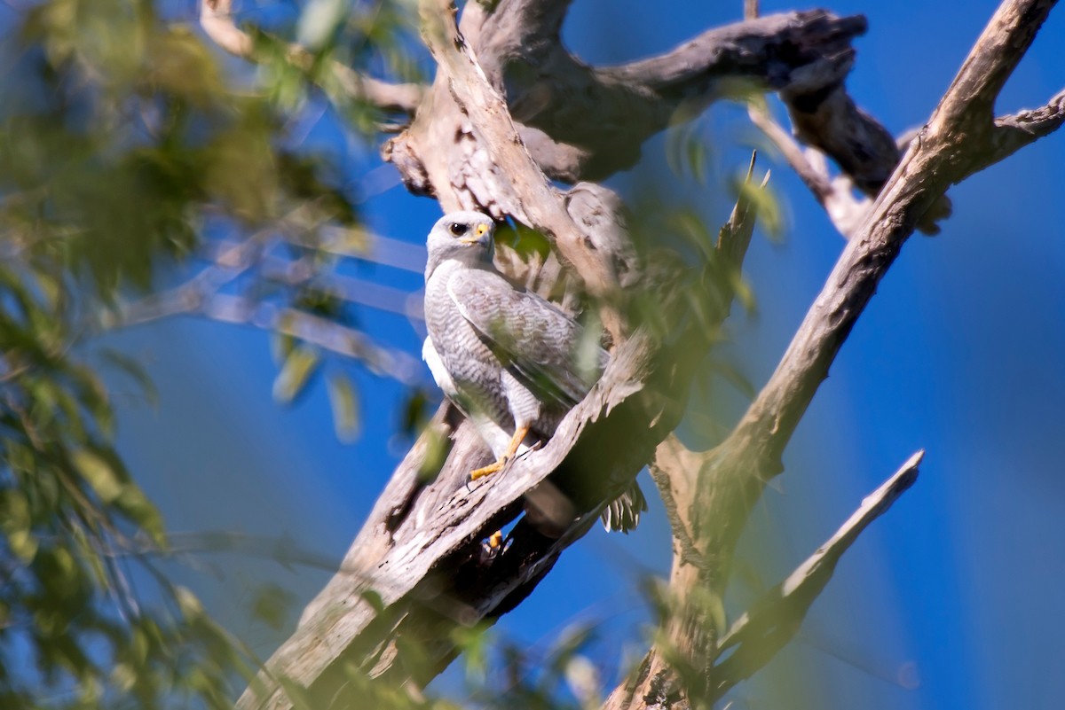 Gray-lined Hawk - Leonardo Merçon / Instituto Últimos Refúgios