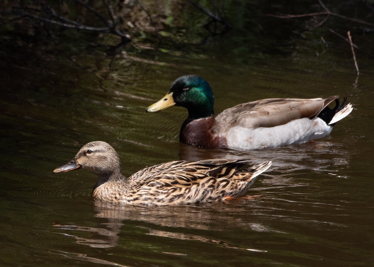 Mallard - ML637461027