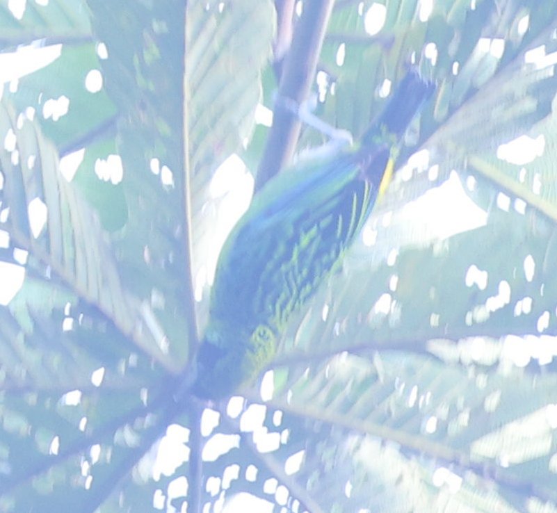Green-and-gold Tanager - ML637461075
