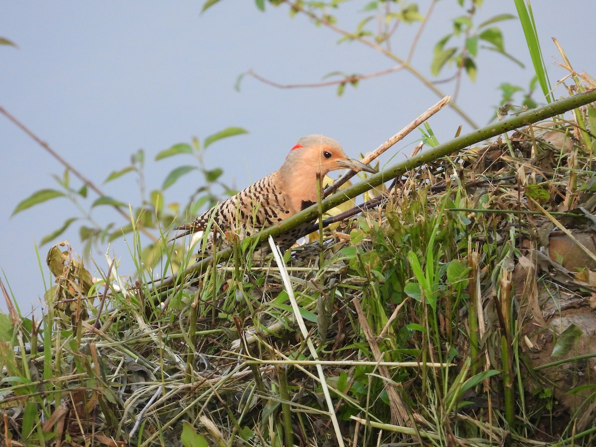 Northern Flicker - ML637461081