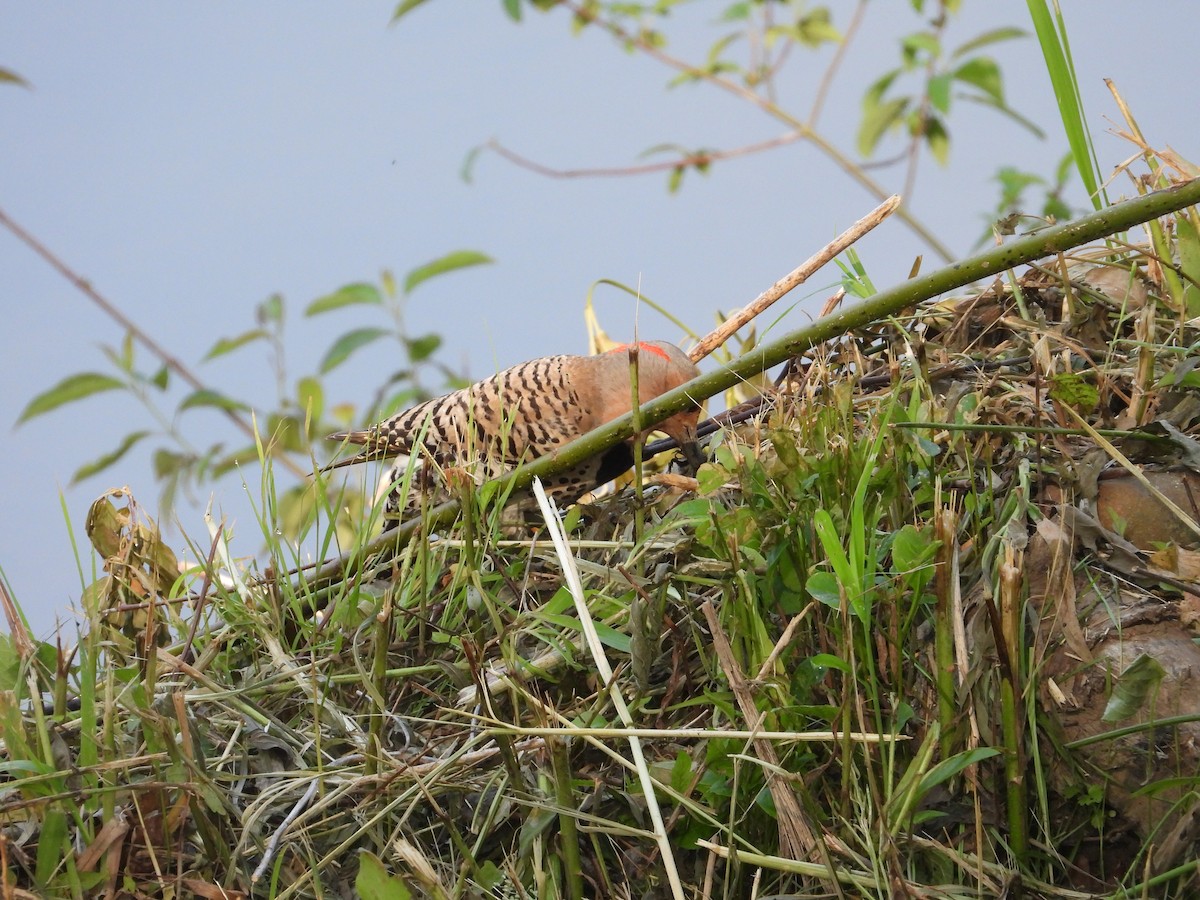 Northern Flicker - ML637461083