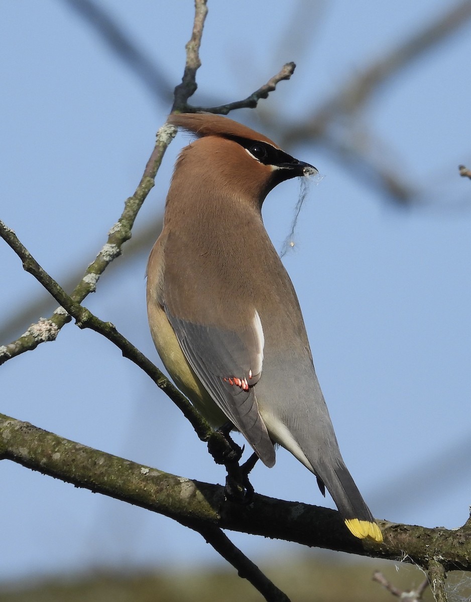 Cedar Waxwing - ML637461114