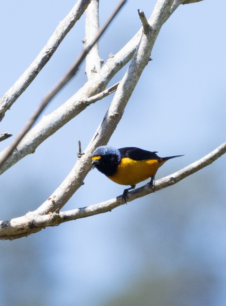 Hispaniolan Euphonia - ML637461125