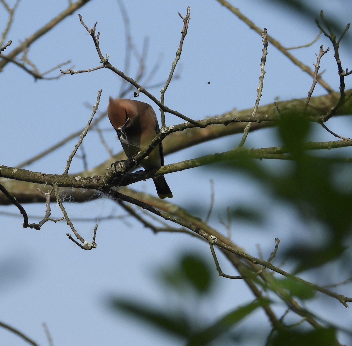 Cedar Waxwing - ML637461127