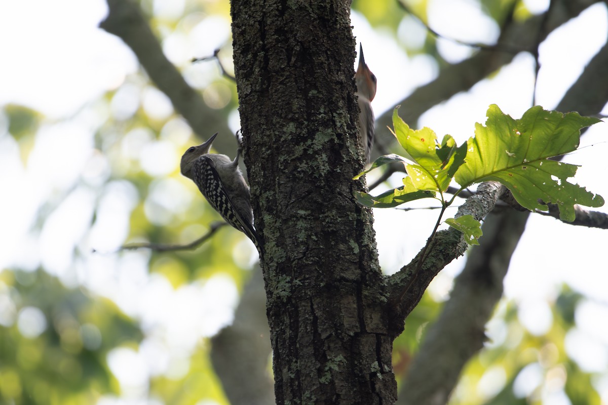Red-bellied Woodpecker - ML637461128