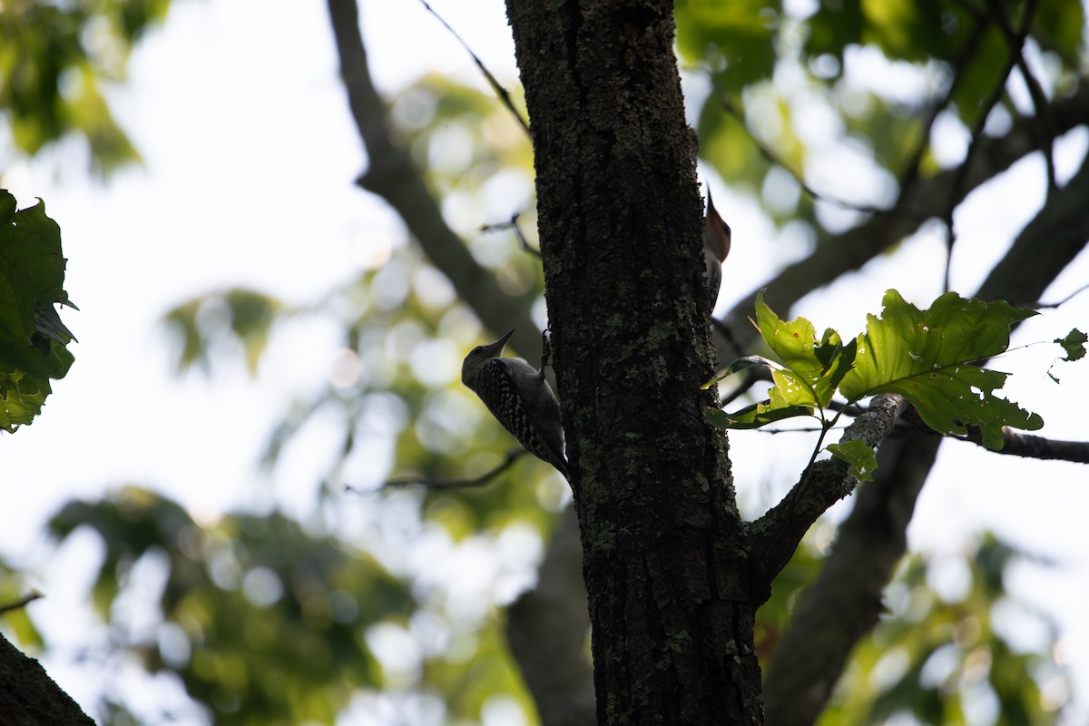 Red-bellied Woodpecker - ML637461130