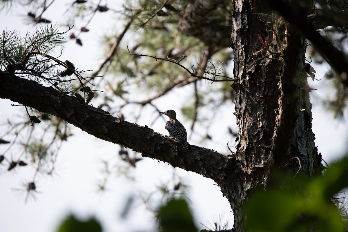 Red-bellied Woodpecker - ML637461138