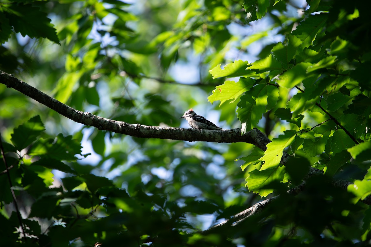 Downy Woodpecker - ML637461141
