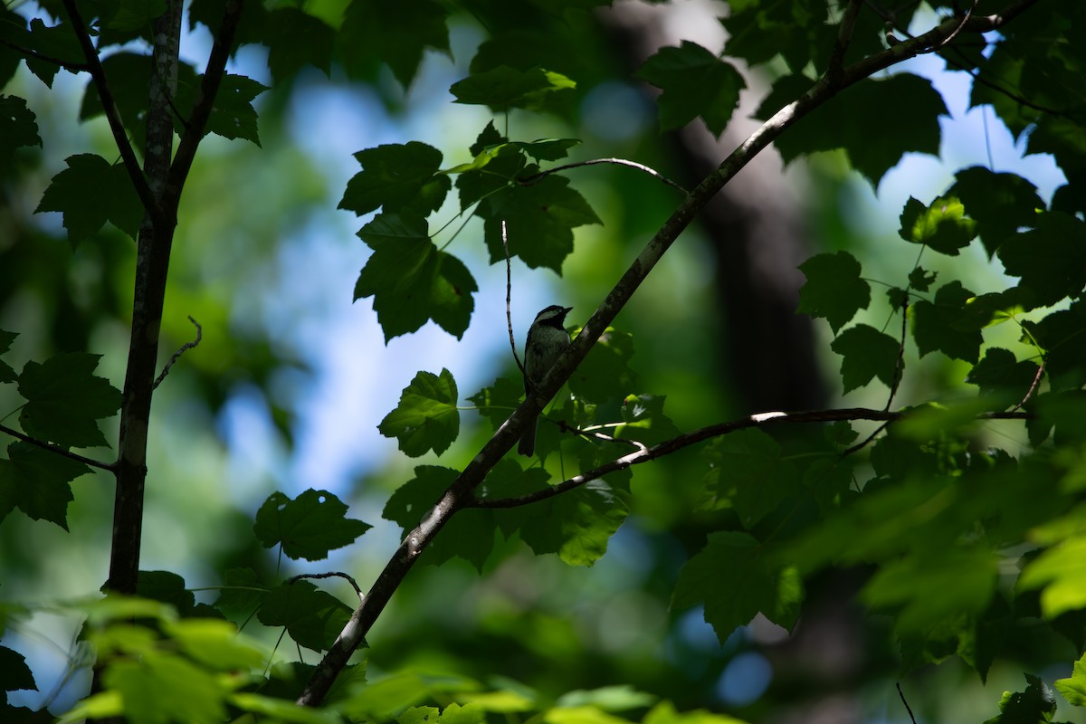 Carolina Chickadee - ML637461162
