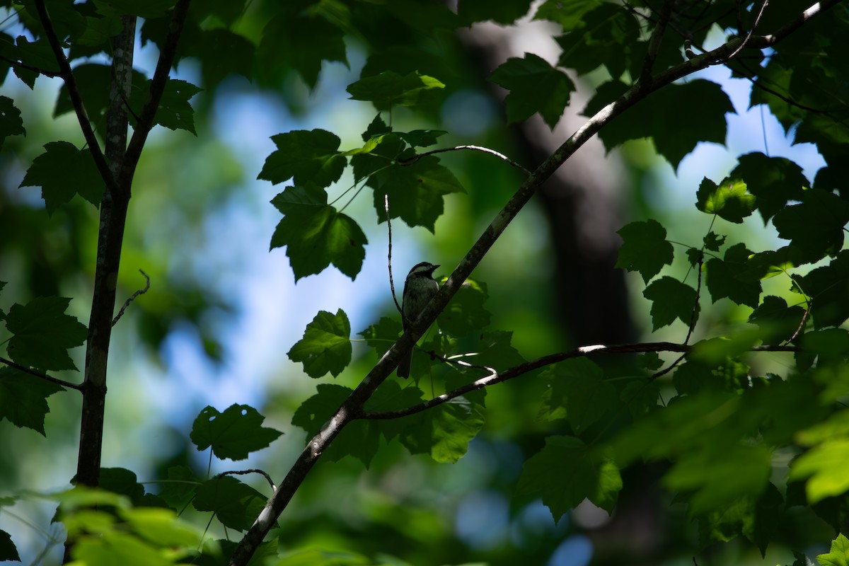 Carolina Chickadee - ML637461164