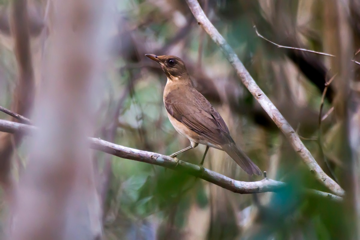 Creamy-bellied Thrush - ML63746121