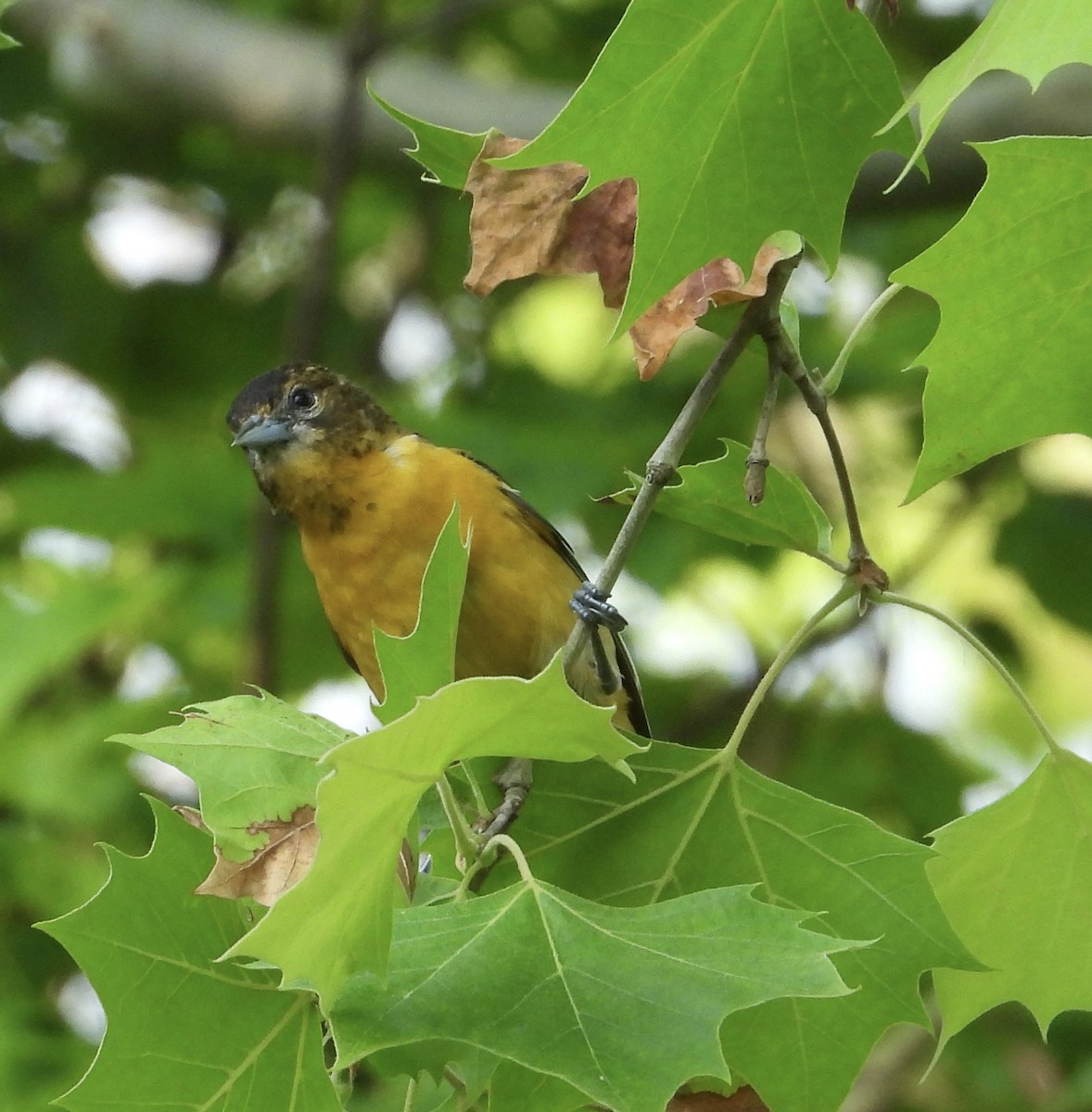 Baltimore Oriole - ML637461213