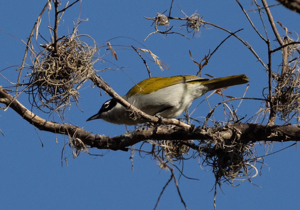 Black-crowned Palm-Tanager - ML637461219