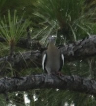 White-winged Dove - ML637461239
