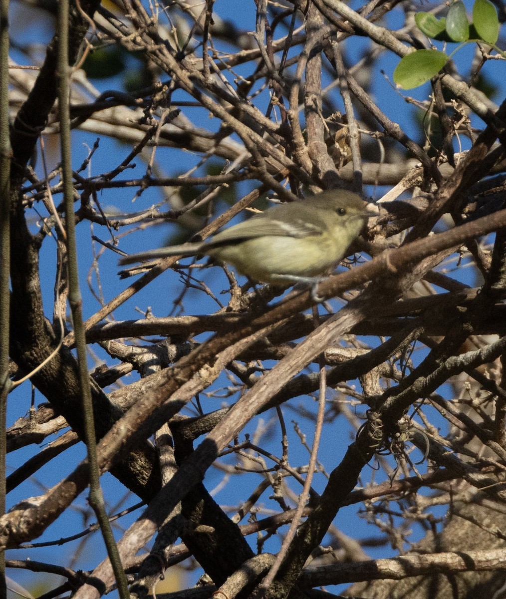 Flat-billed Vireo - ML637461312