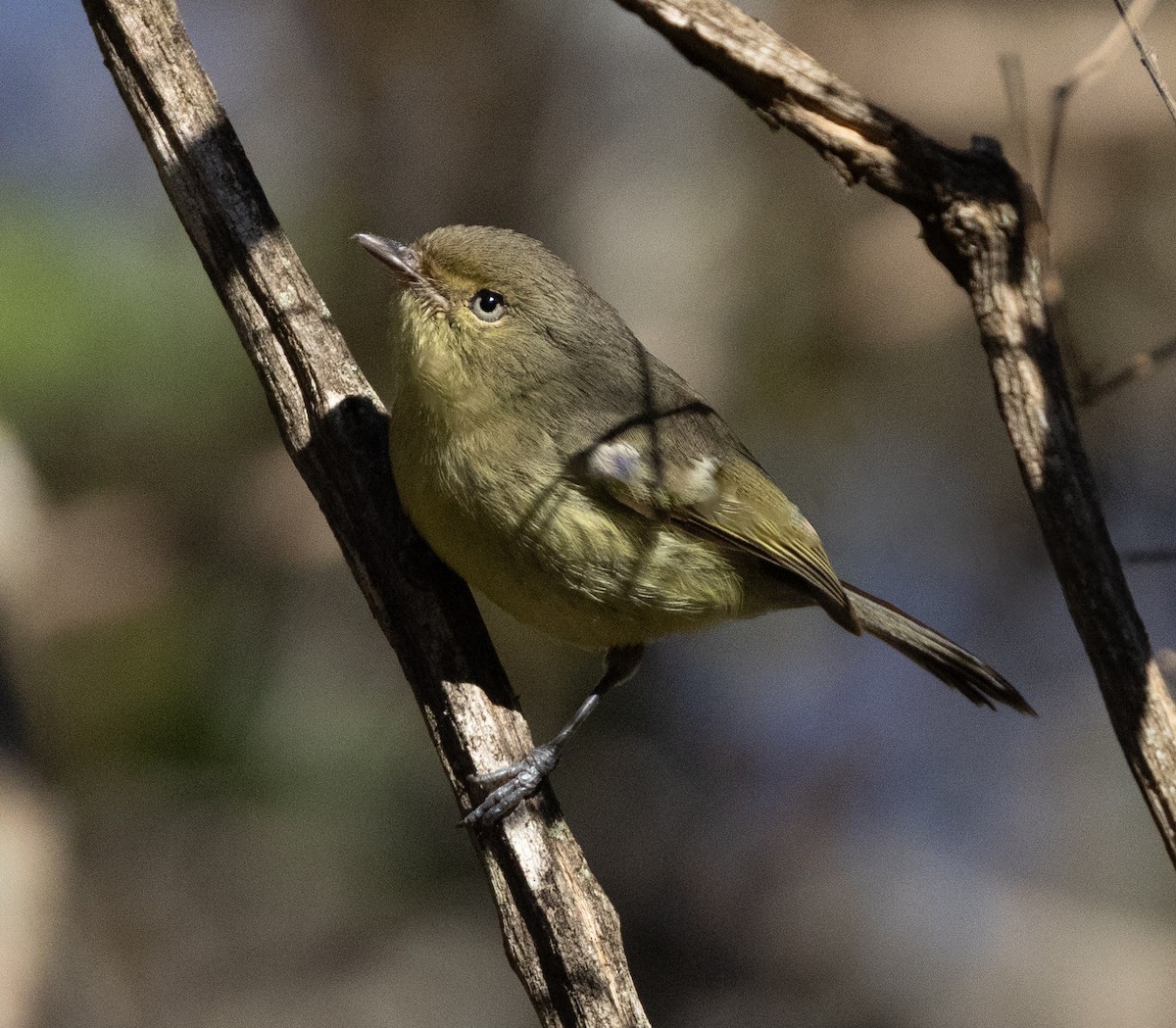 Flat-billed Vireo - ML637461313