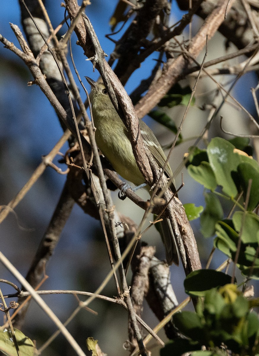 Flat-billed Vireo - ML637461314