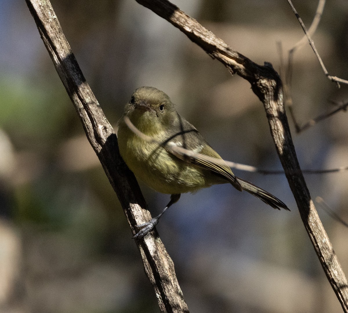 Flat-billed Vireo - ML637461315