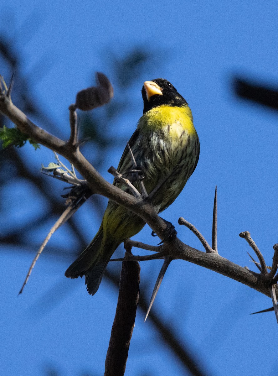 Antillean Siskin - ML637461338