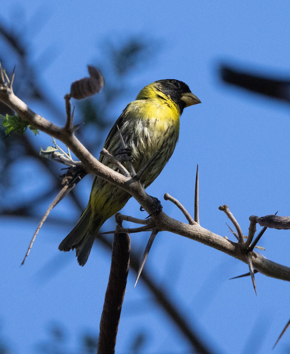Antillean Siskin - ML637461339