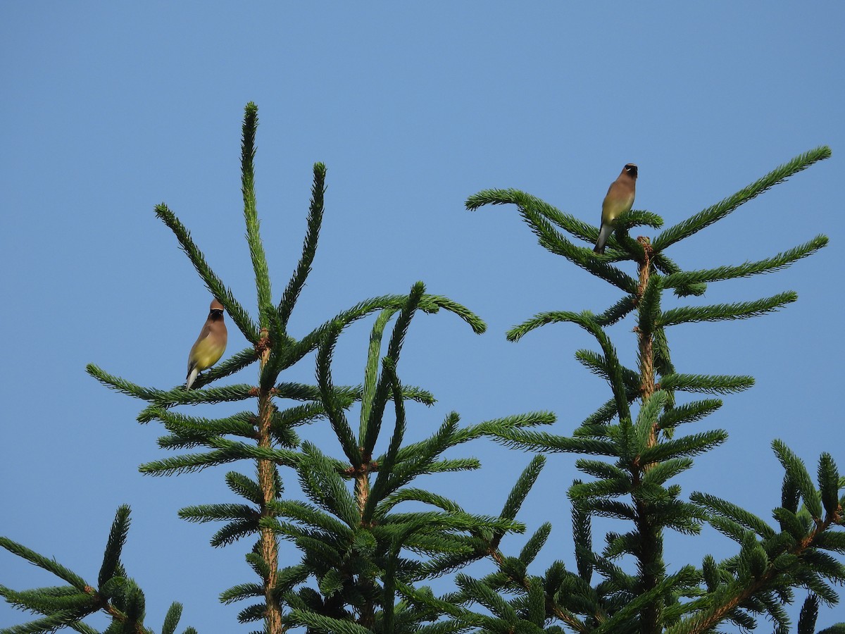 Cedar Waxwing - ML637461343