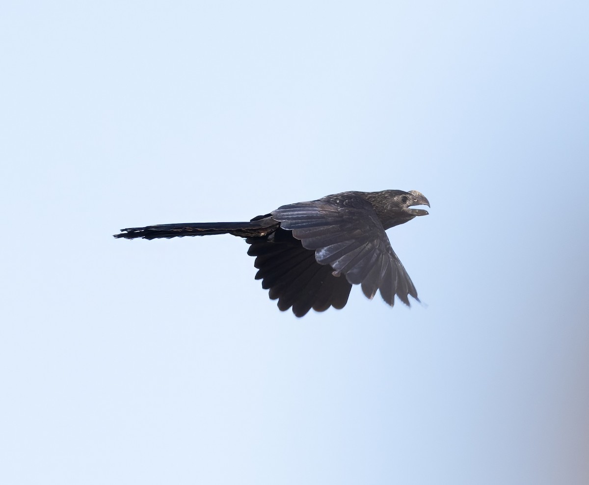 Smooth-billed Ani - ML637461355