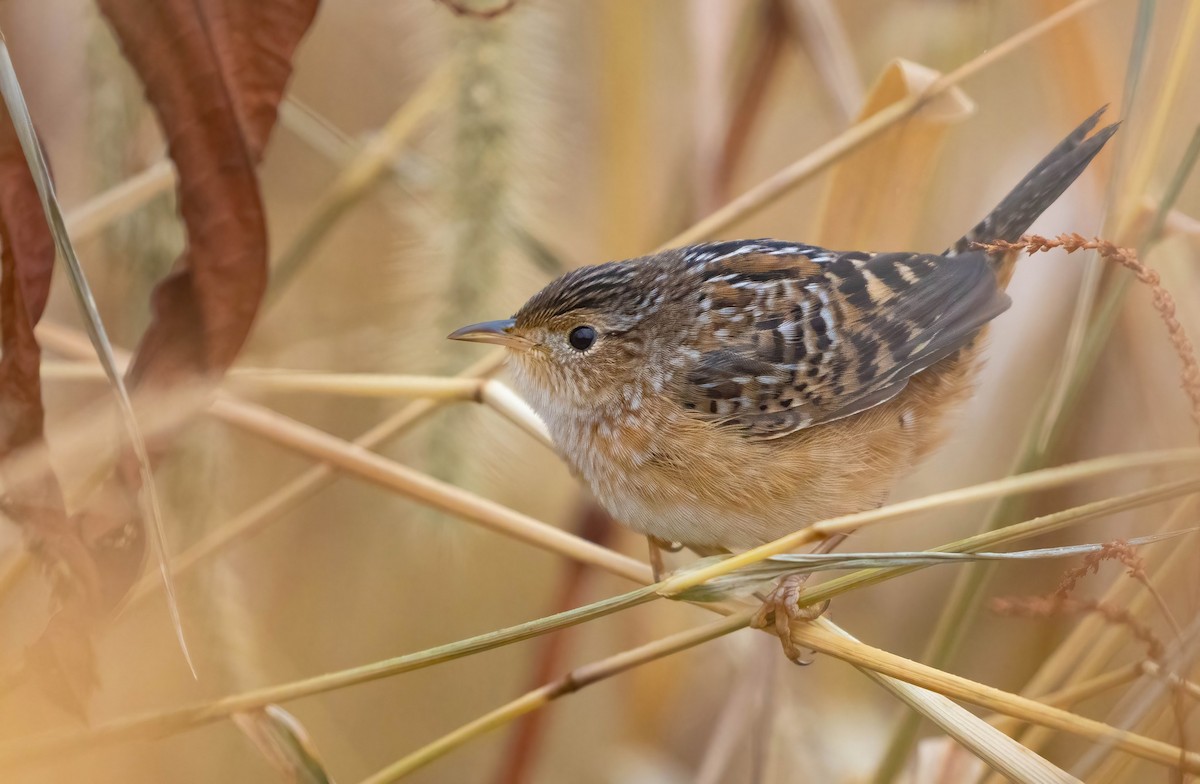 Sedge Wren - ML637461369