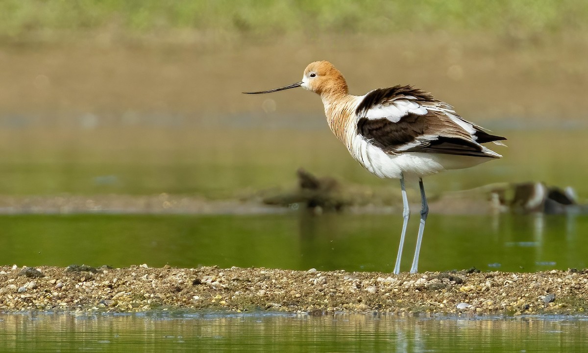 American Avocet - ML637461377