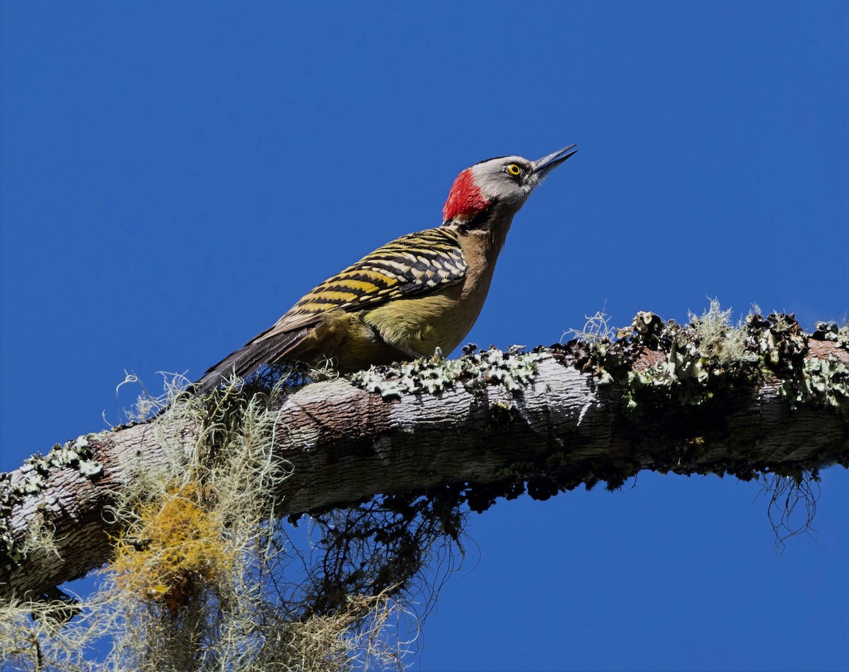 Hispaniolan Woodpecker - ML637461393