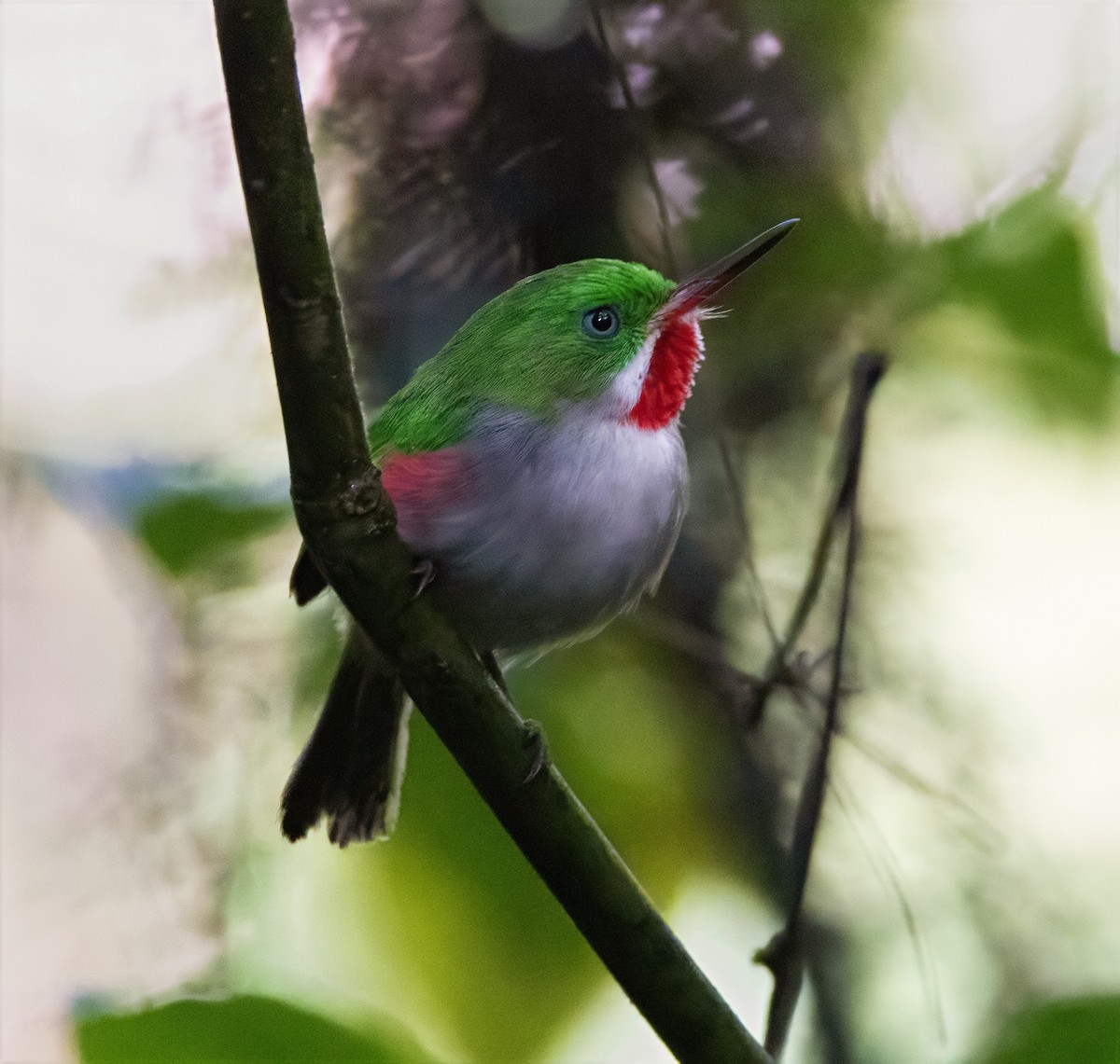 Narrow-billed Tody - ML637461400