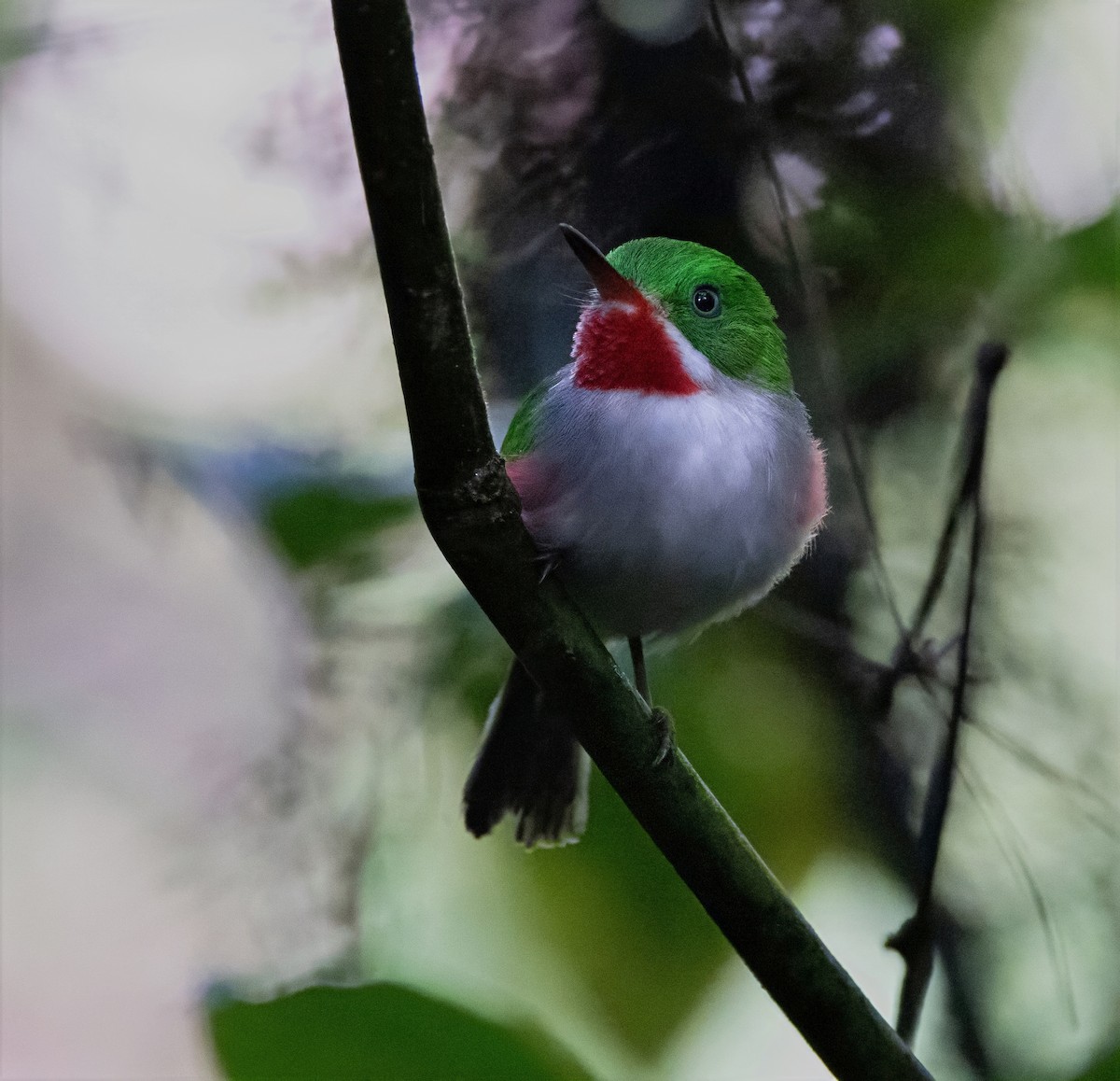 Narrow-billed Tody - ML637461401