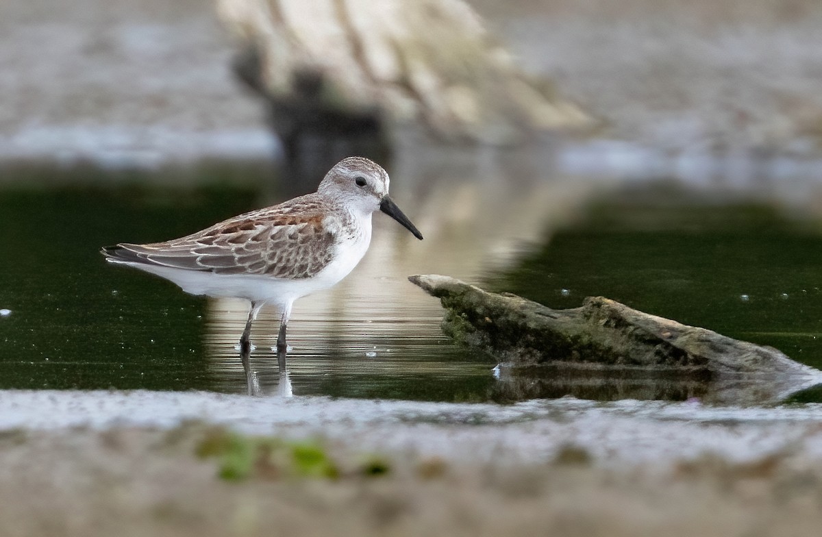 Western Sandpiper - ML637461442
