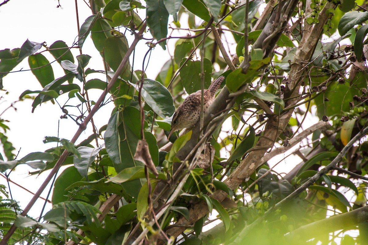 Thrush-like Wren - Leonardo Merçon / Instituto Últimos Refúgios